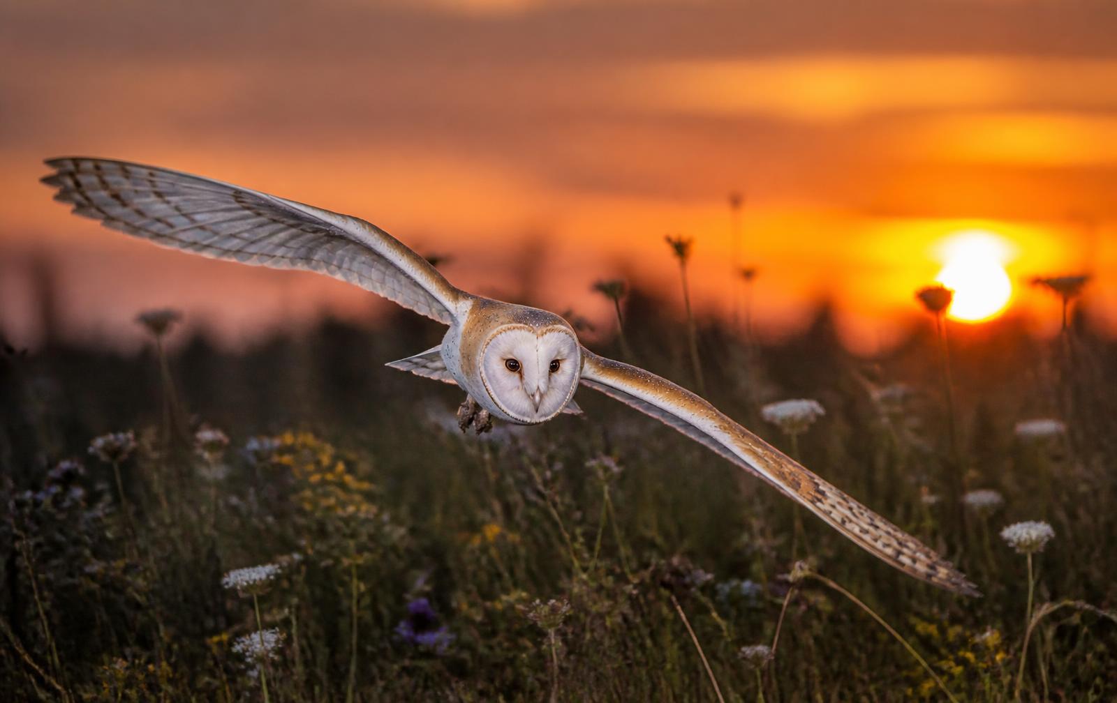 A barn owl flying low over a wildflower meadow at sunset